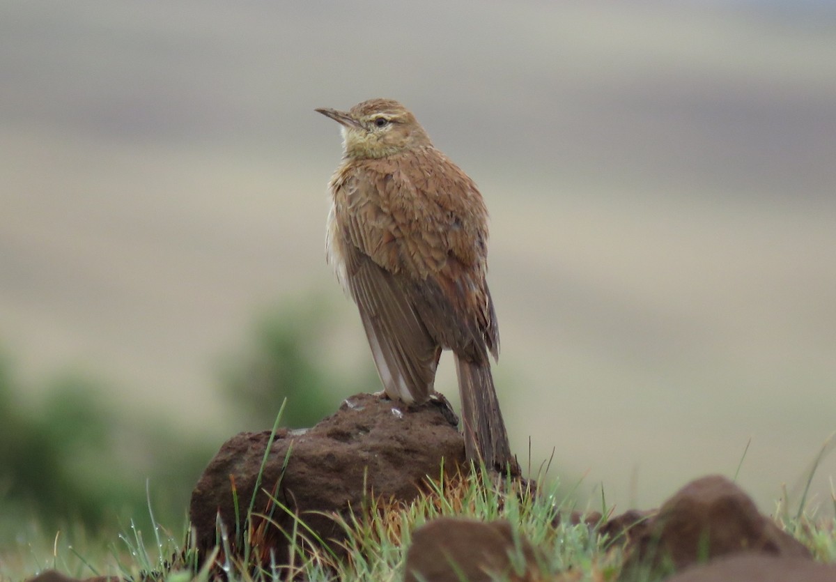 Eastern Long-billed Lark - ML187211001