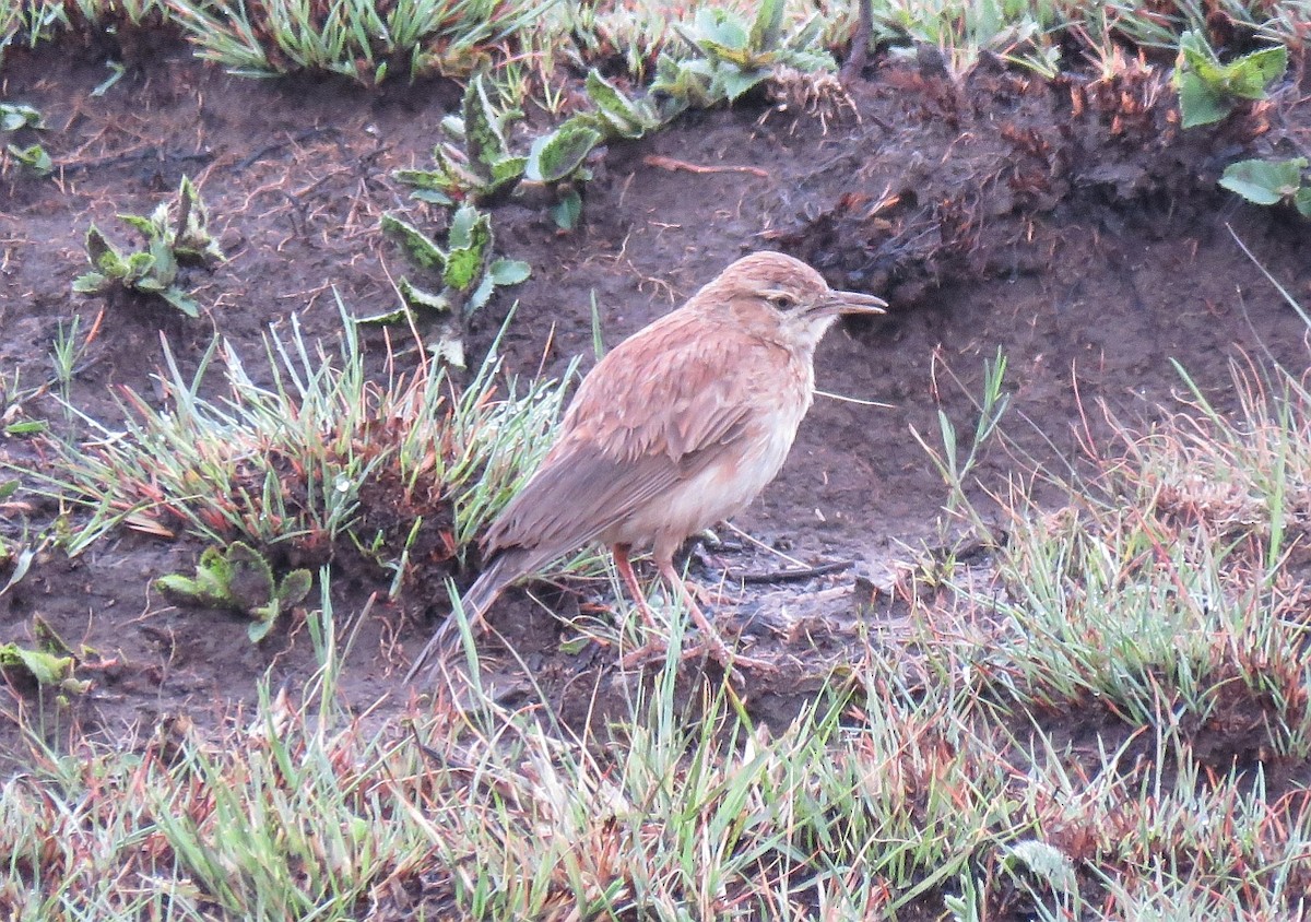 Eastern Long-billed Lark - Brad Arthur