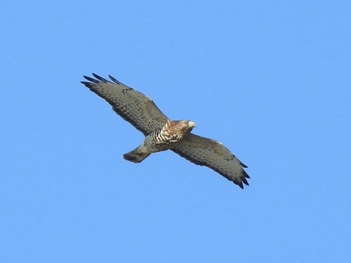 Broad-winged Hawk - ML187211061