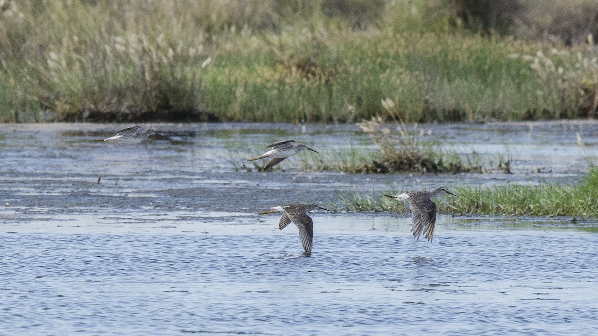 Stilt Sandpiper - ML187213511