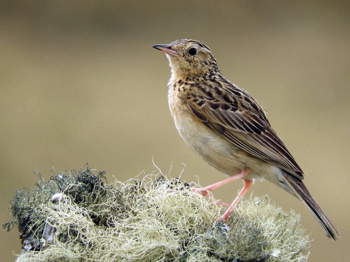 Paramo Pipit - Paul Molina A