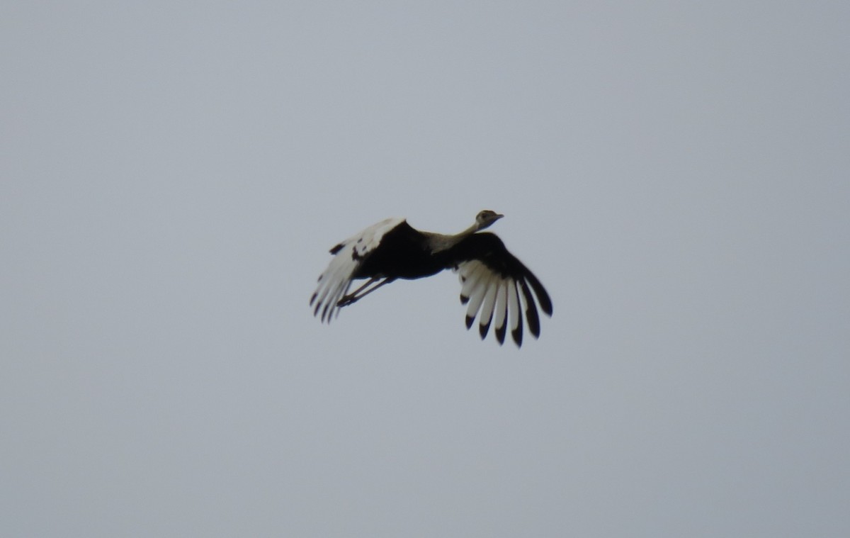 Black-bellied Bustard - ML187214951