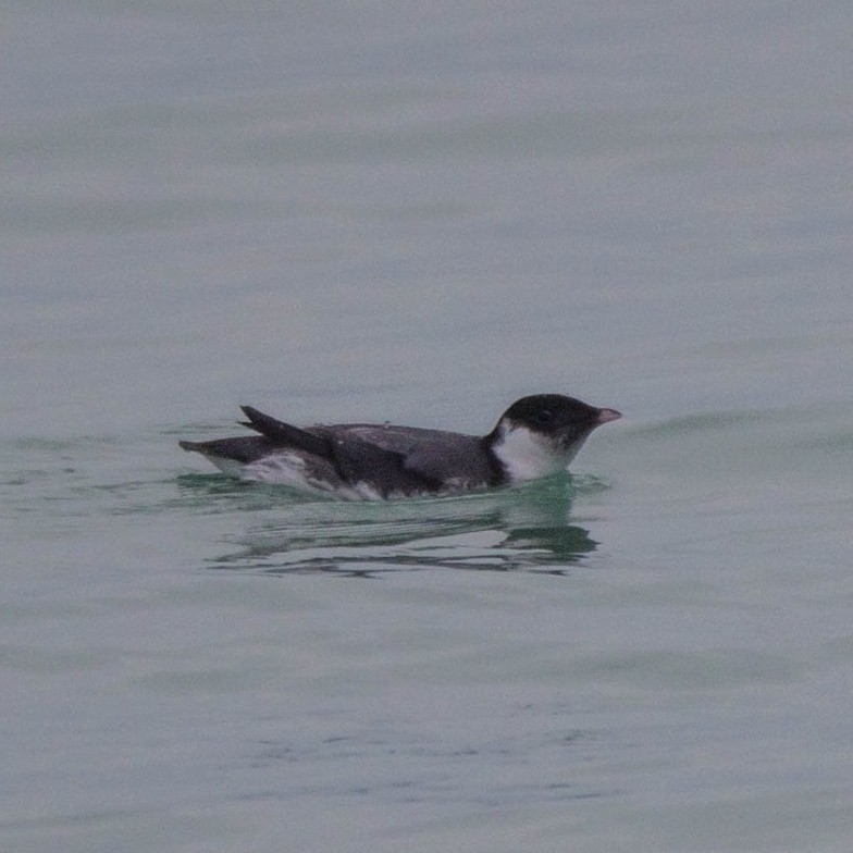 Ancient Murrelet - ML187215411