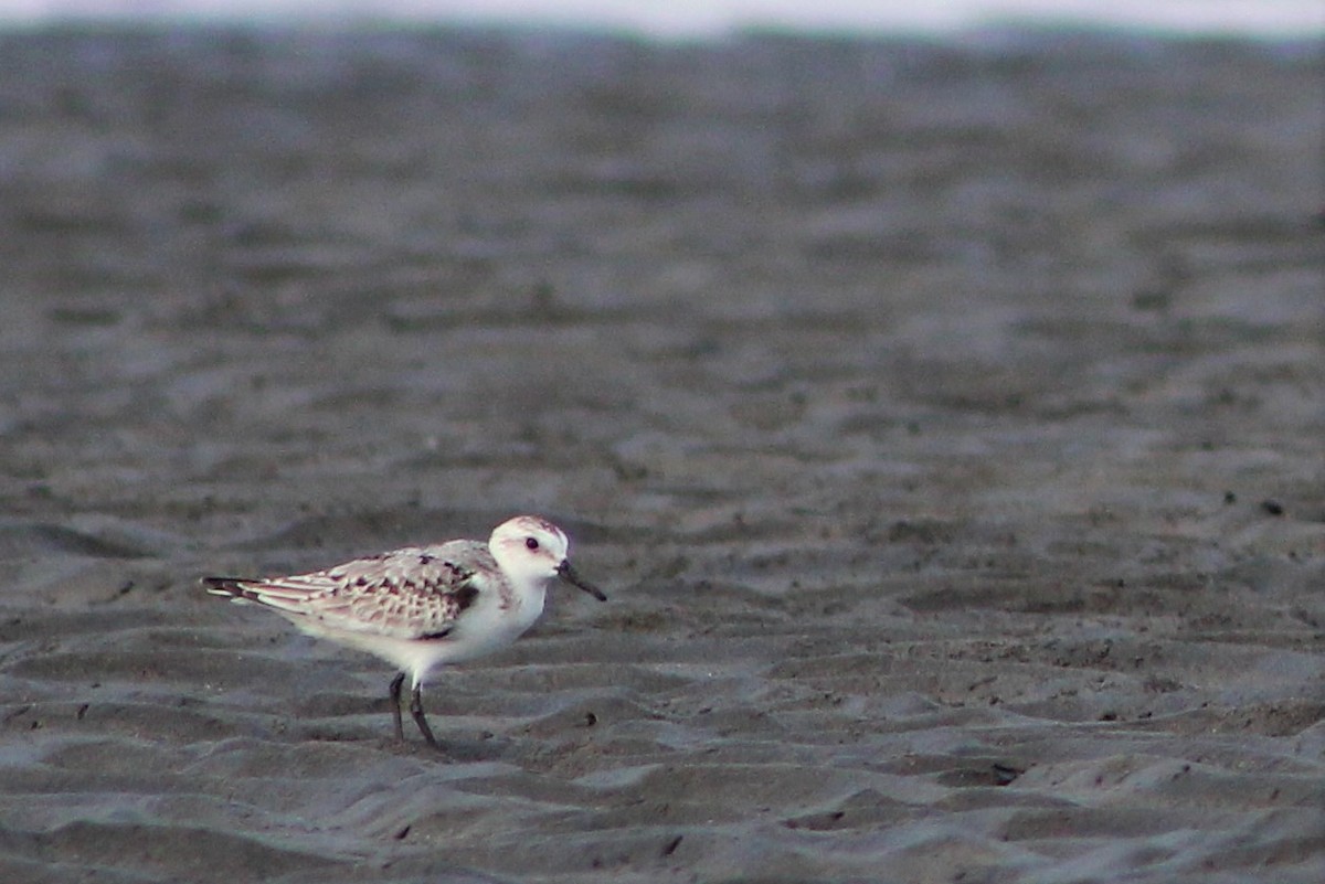 Sanderling - ML187215441