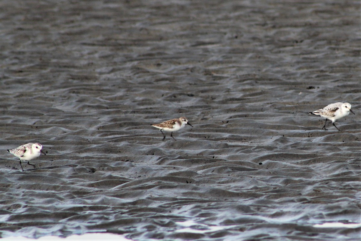 Sanderling - ML187215461