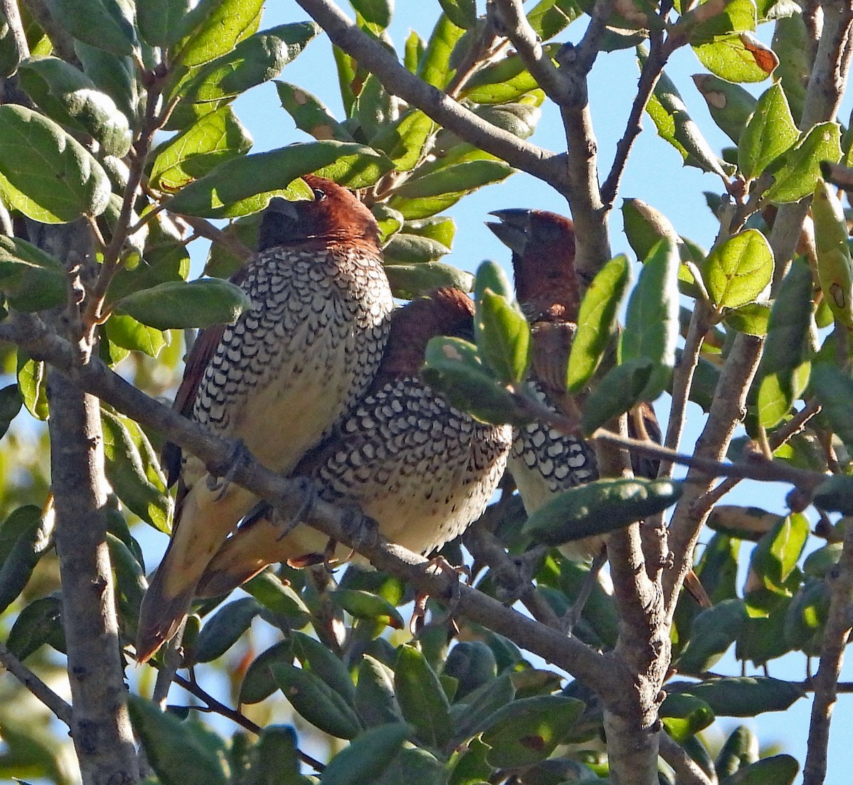 Scaly-breasted Munia - ML187215991