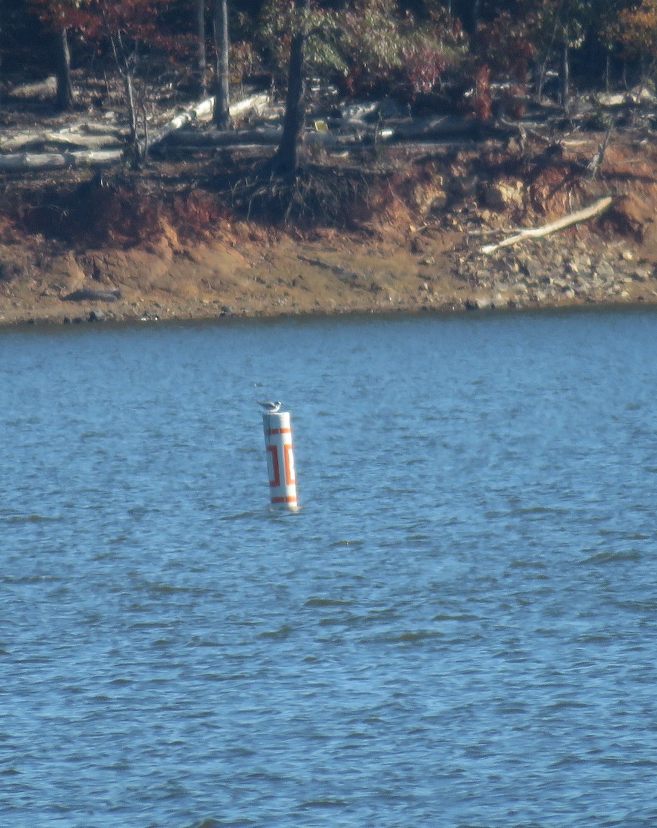 Common Tern - ML187216381