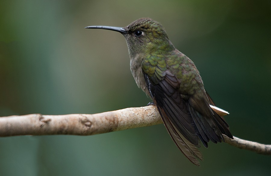 Sombre Hummingbird - ML187216541