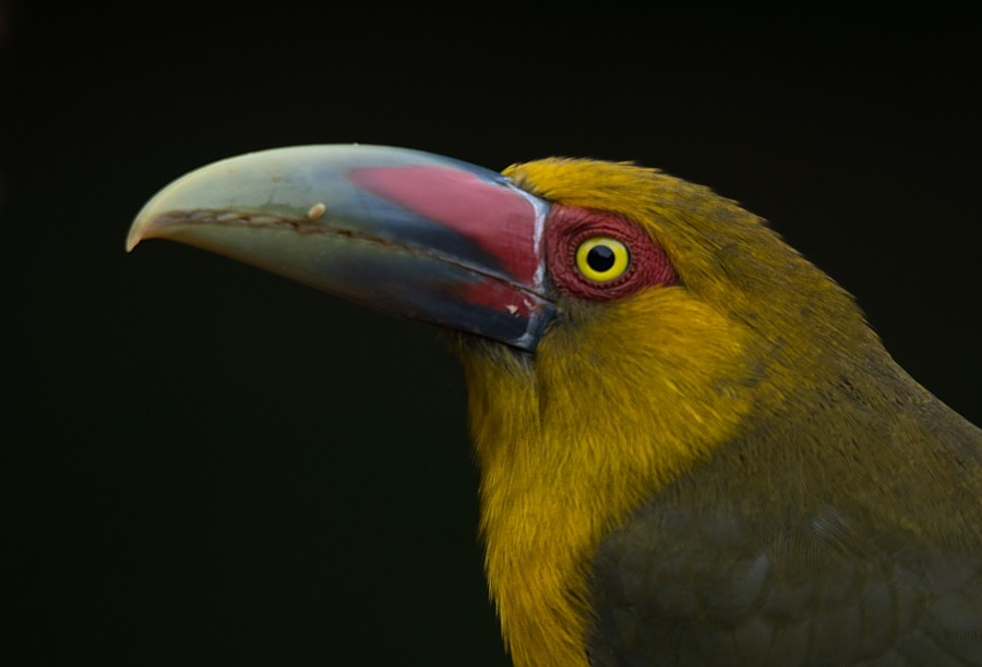 Saffron Toucanet - ML187216581