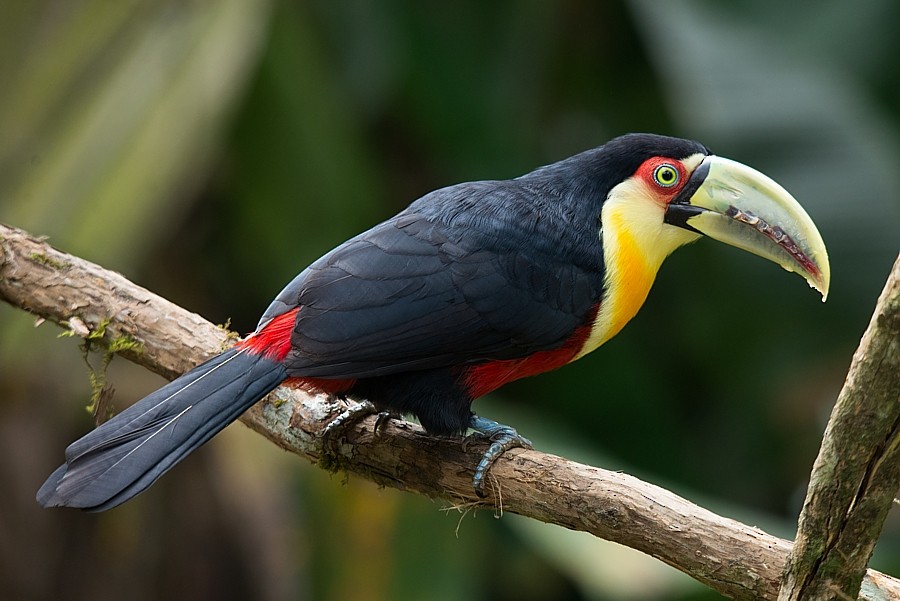 Red-breasted Toucan - ML187216801
