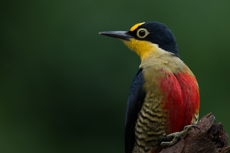 Yellow-fronted Woodpecker - ML187216821