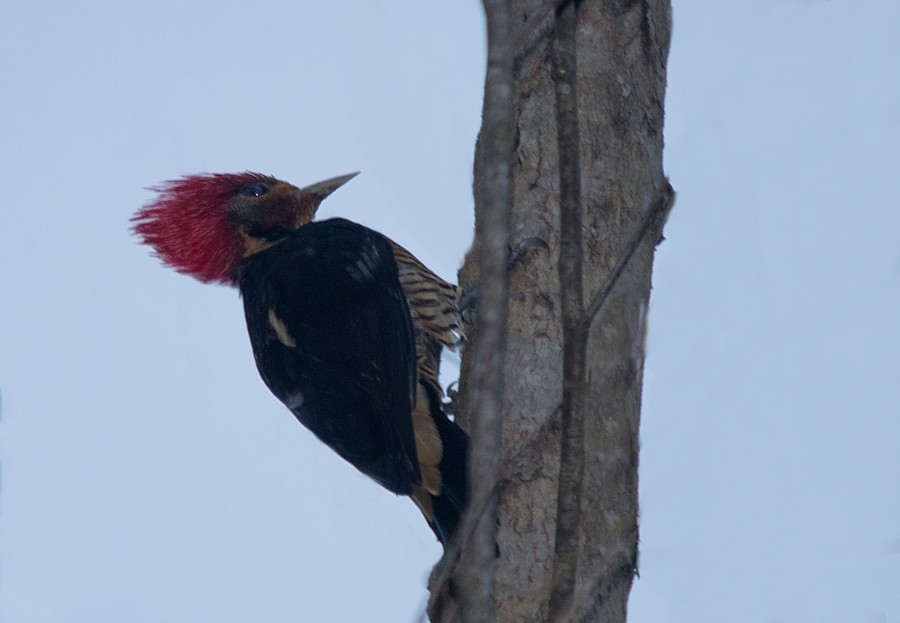 Helmeted Woodpecker - LUCIANO BERNARDES