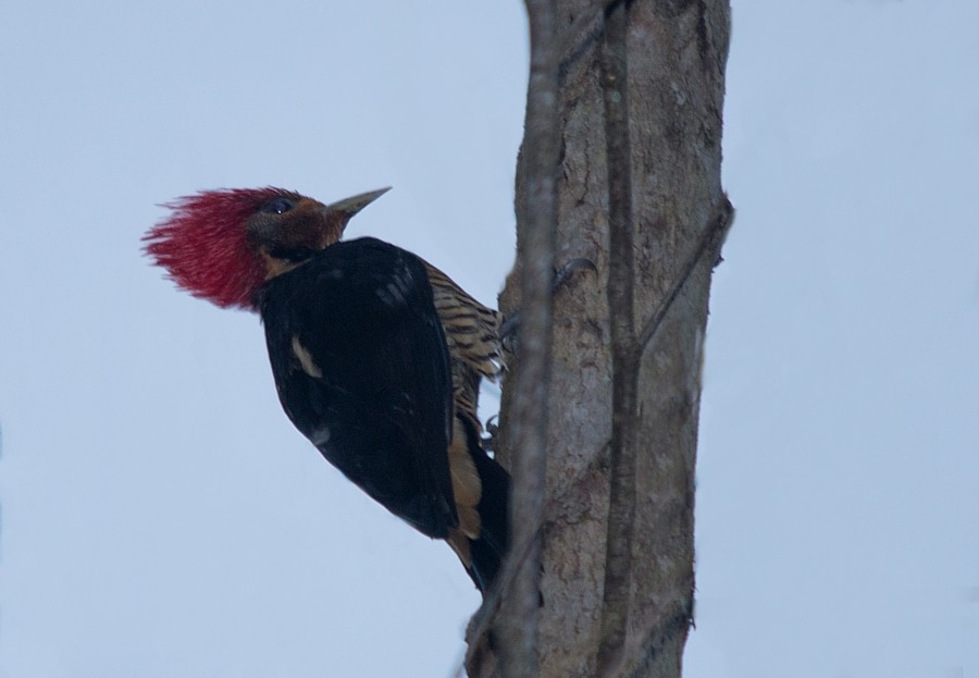 Helmeted Woodpecker - ML187216841