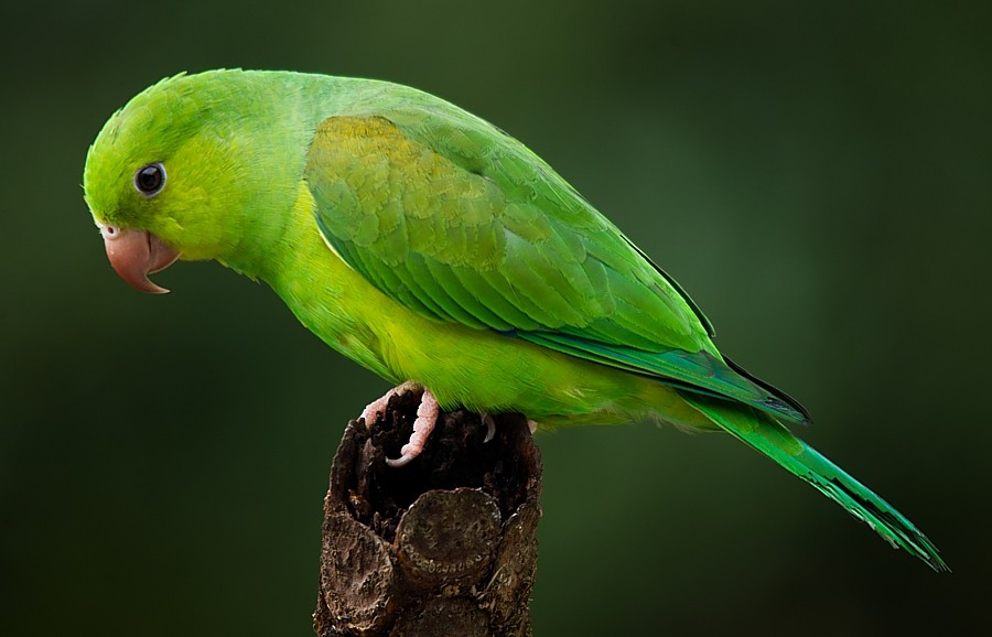 Plain Parakeet - LUCIANO BERNARDES