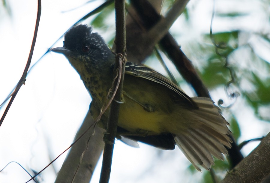 Spot-breasted Antvireo - ML187216961