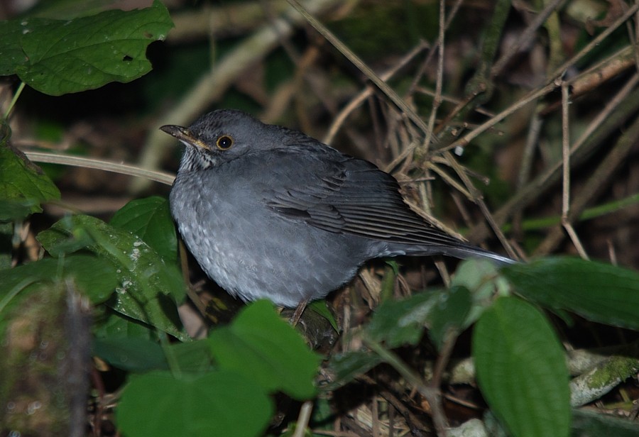 Blacksmith Thrush - ML187217271