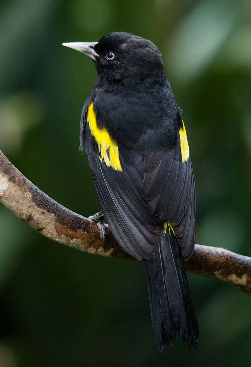 Golden-winged Cacique - LUCIANO BERNARDES