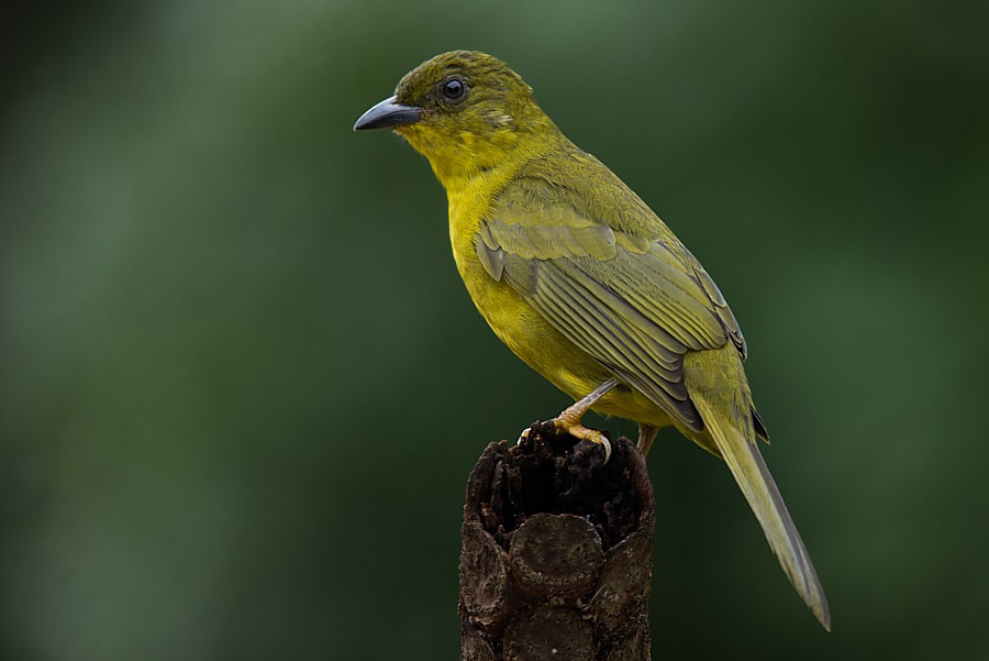 Olive-green Tanager - ML187217341