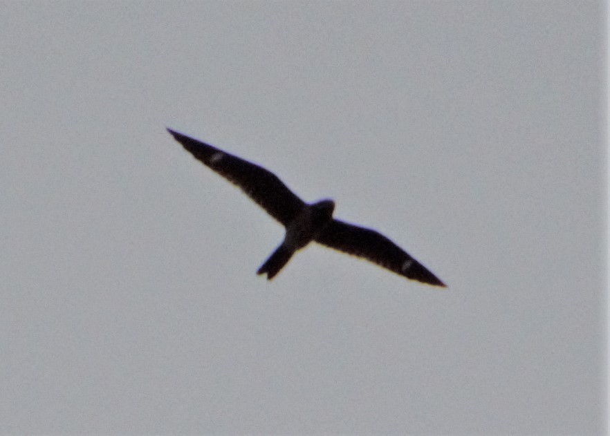 Common Nighthawk - ML187217381