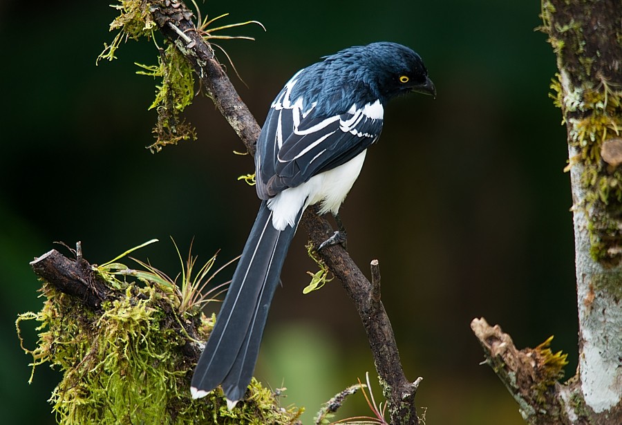 Magpie Tanager - ML187217531