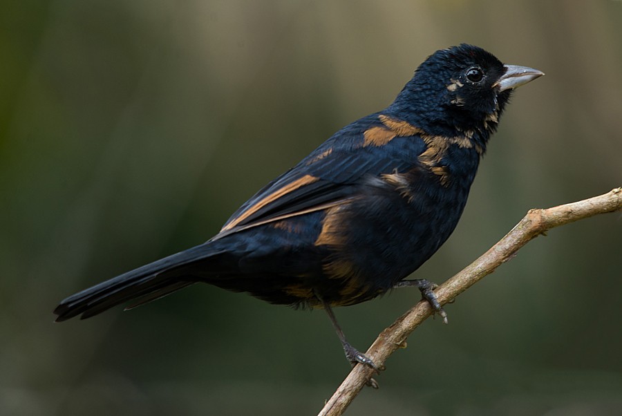 Ruby-crowned Tanager - ML187217961