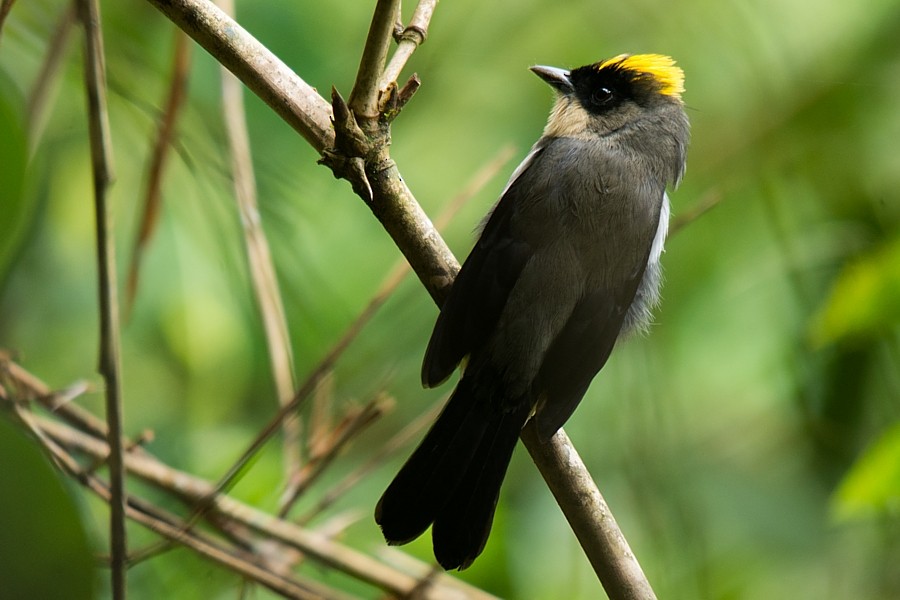 Black-goggled Tanager - ML187217971
