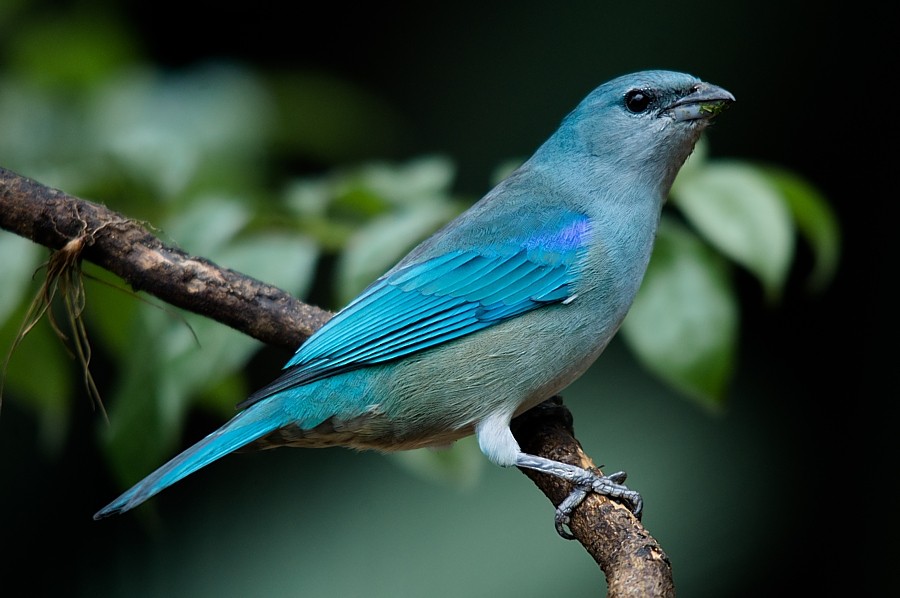 Azure-shouldered Tanager - ML187218011