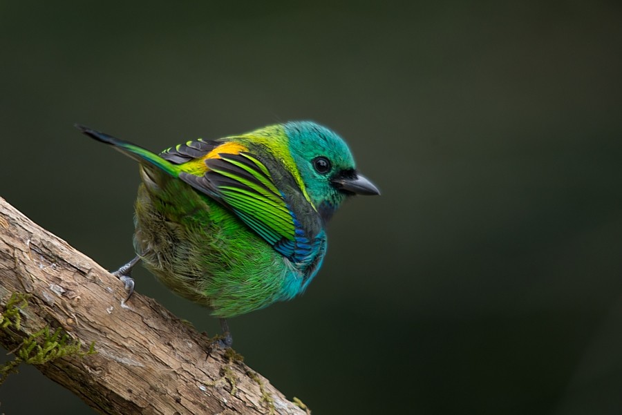 Green-headed Tanager - ML187218031