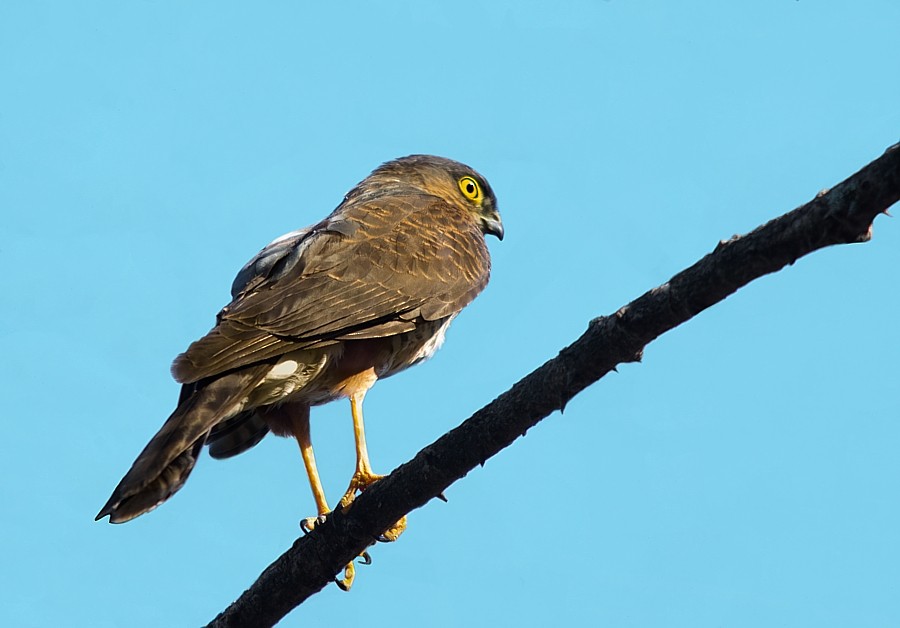 Sharp-shinned Hawk - LUCIANO BERNARDES