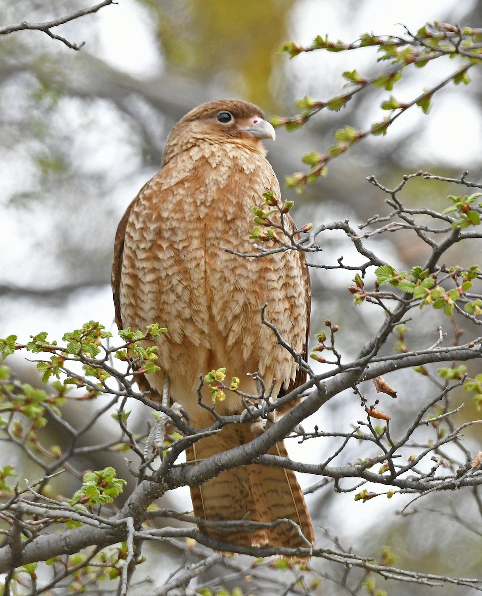 Chimango Caracara - Terry Rosenmeier