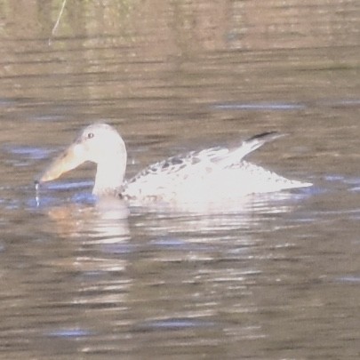 Northern Shoveler - ML187221751