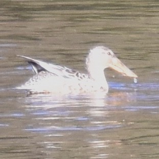 Northern Shoveler - ML187221761