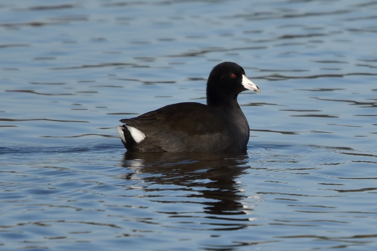 American Coot - ML187222181