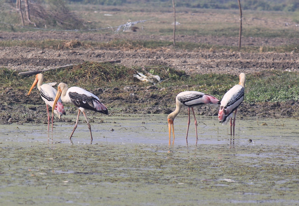 Painted Stork - ML187225741