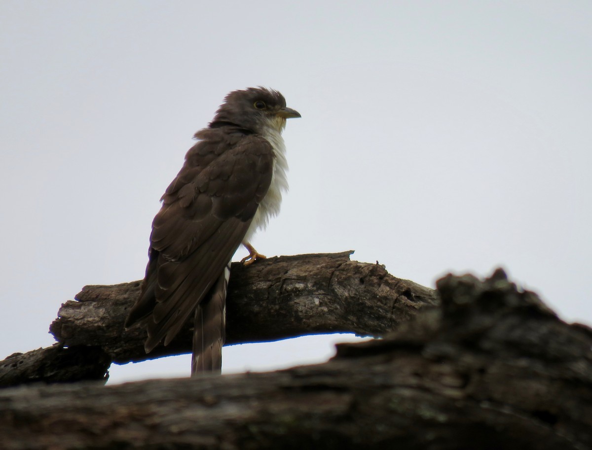 Thick-billed Cuckoo - ML187226771