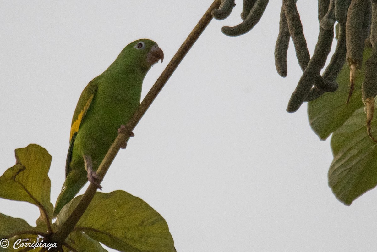 Yellow-chevroned Parakeet - Fernando del Valle