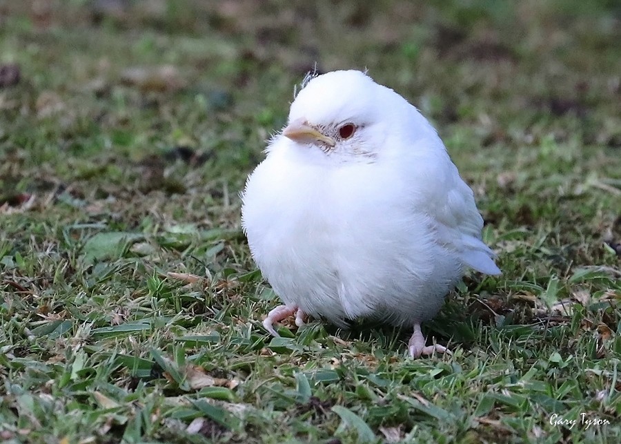 Rufous-collared Sparrow - Gary Tyson