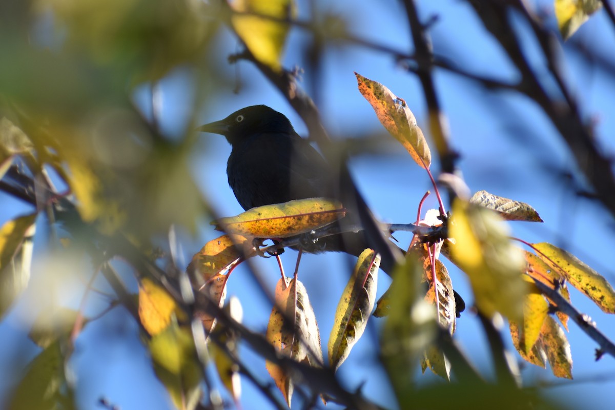 Common Grackle - ML187228081