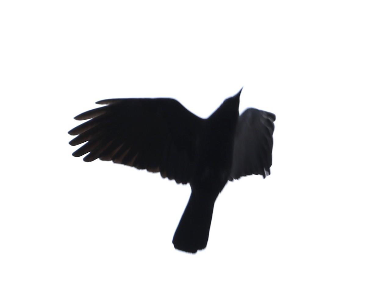 American Crow - ML187228541