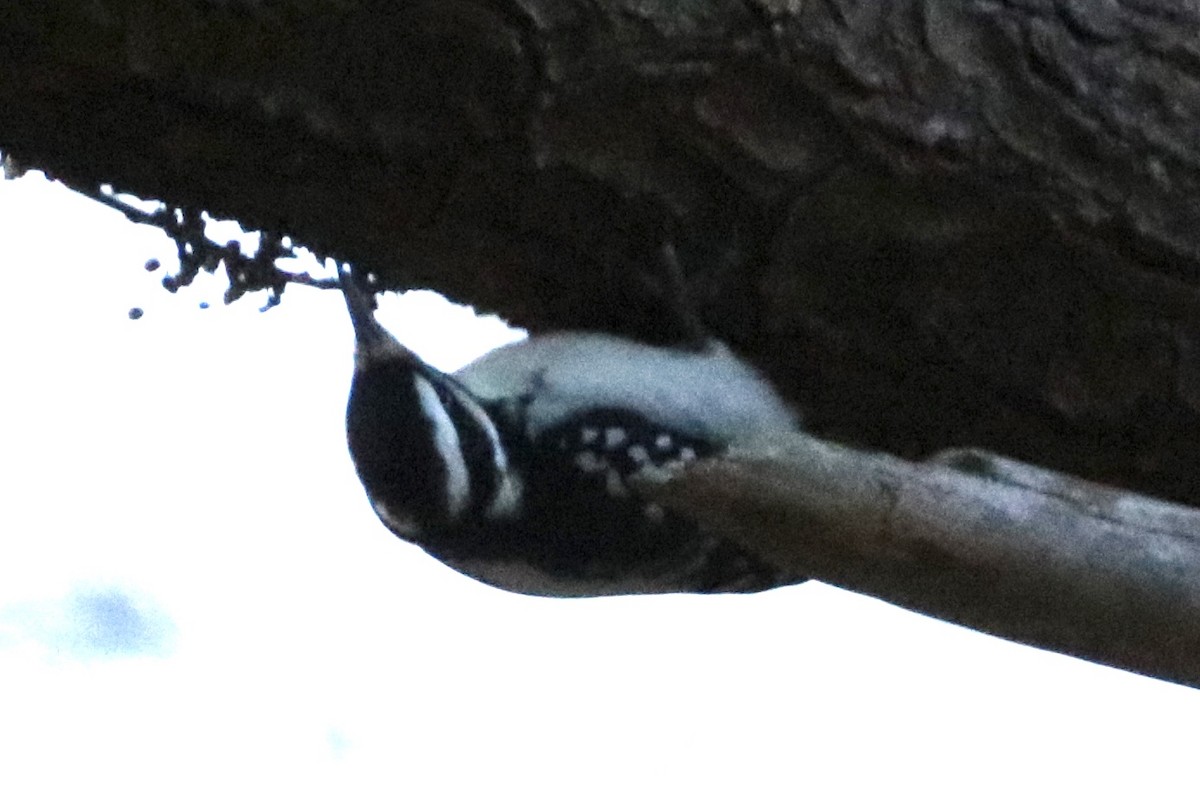 Hairy Woodpecker (Eastern) - ML187229511