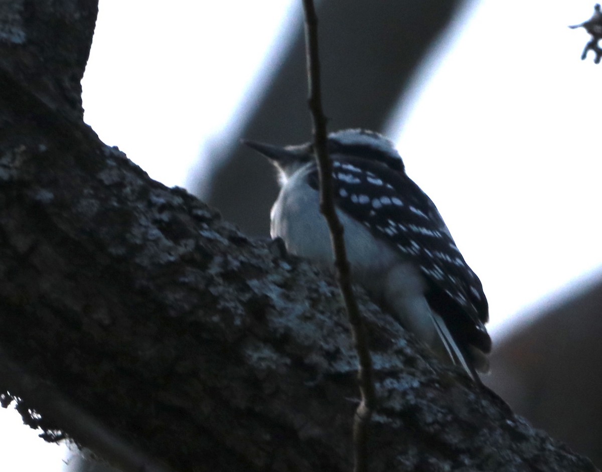 Hairy Woodpecker (Eastern) - ML187229521