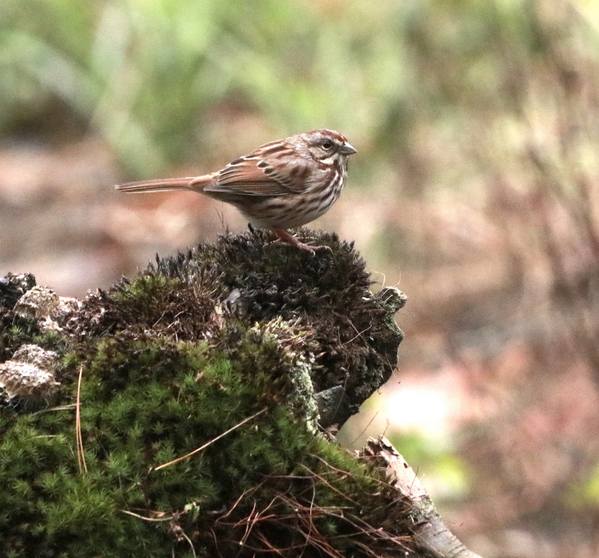 Song Sparrow - ML187229721