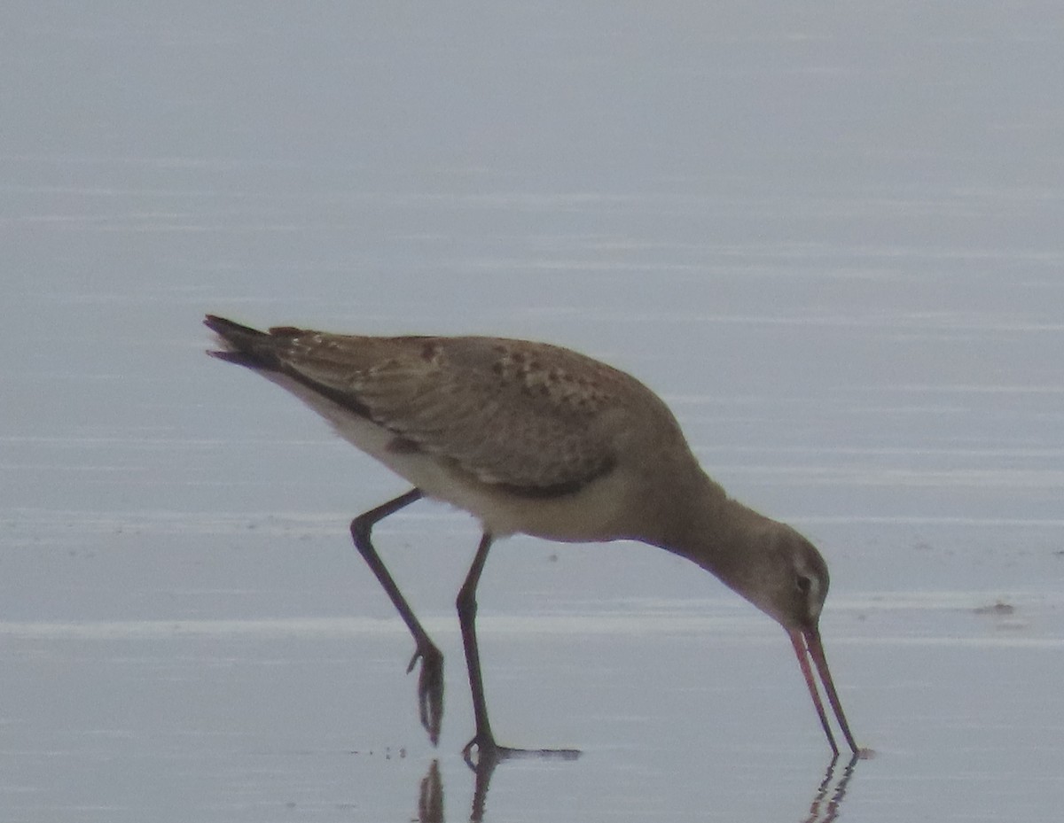 Hudsonian Godwit - ML187231181