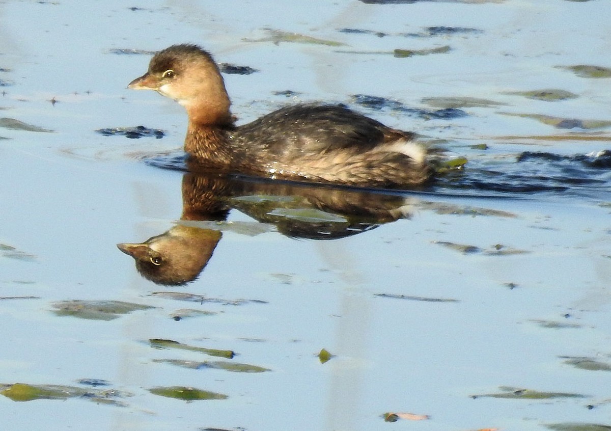 Pied-billed Grebe - Carolyn Longworth