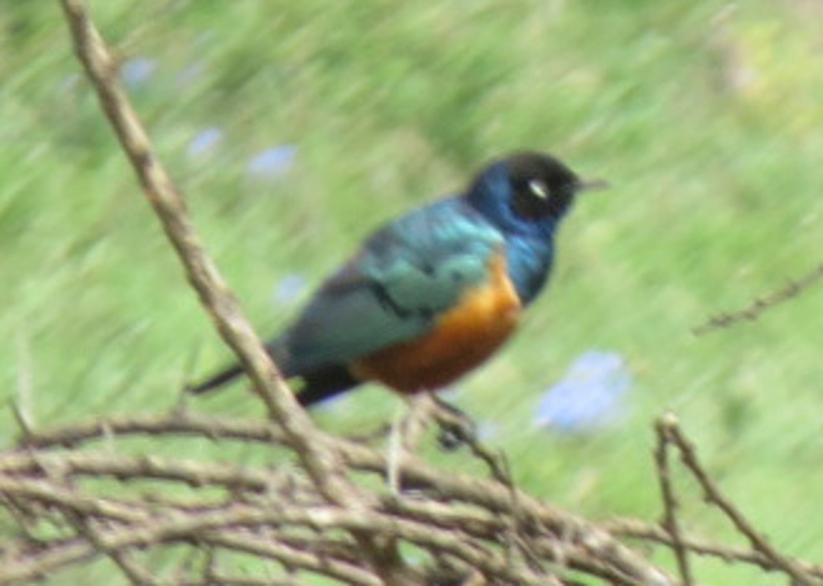 Superb Starling - ML187231741