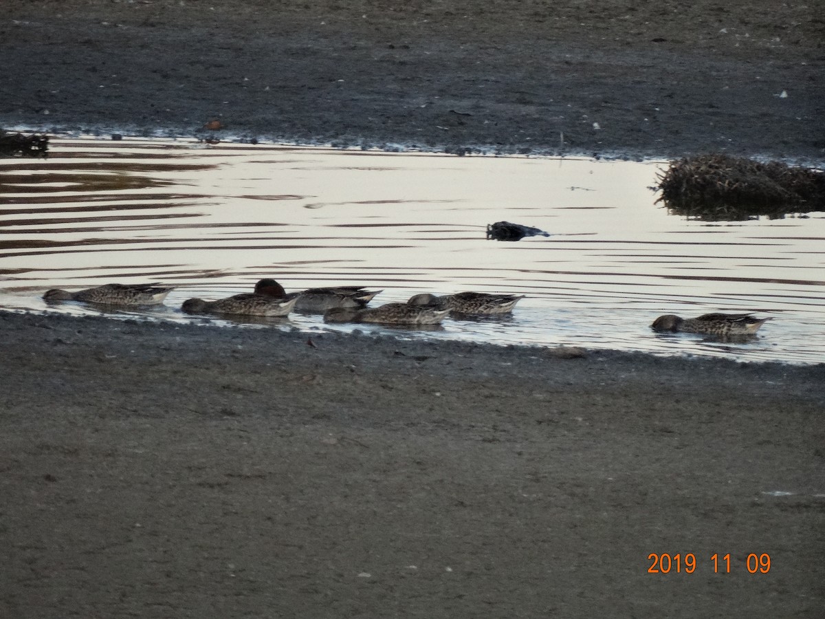 Green-winged Teal - ML187232541