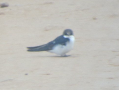 White-tailed Swallow - Bruce Barrett