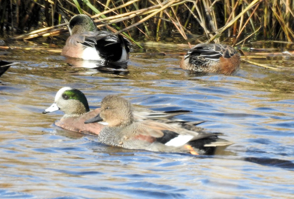 American Wigeon - Carolyn Longworth