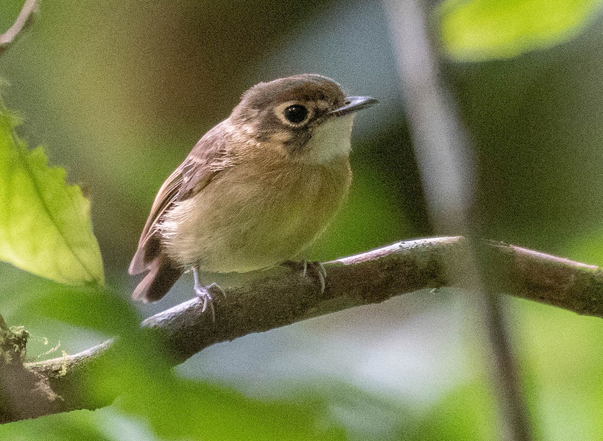 Platyrhynque à moustaches - ML187233451