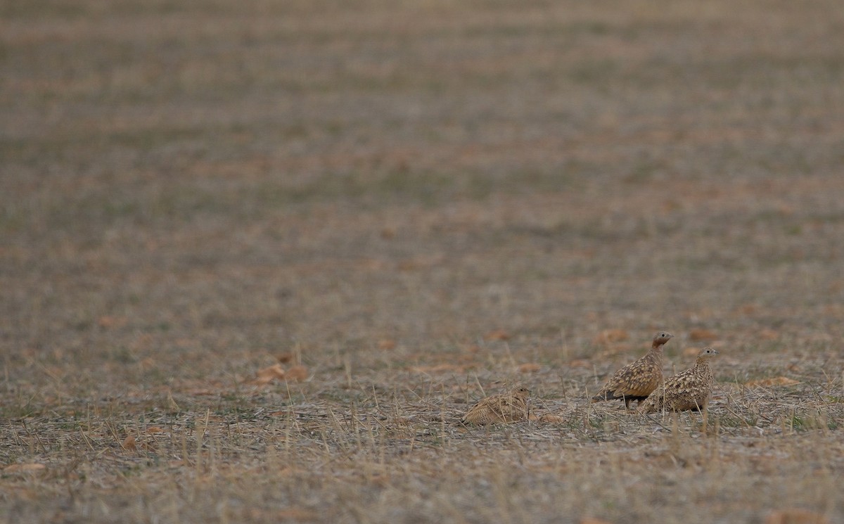 Black-bellied Sandgrouse - ML187234411